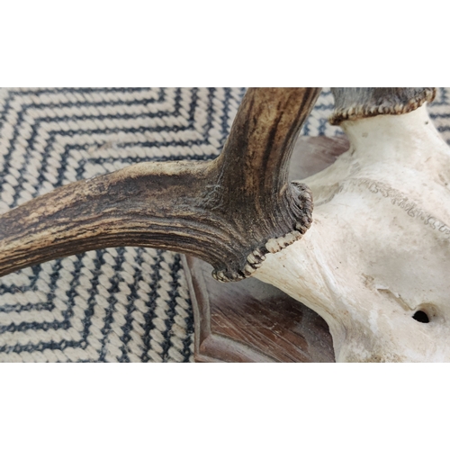 336 - ANTLER TROPHY HEADS, a set of two, on shield backs, largest 90cm H x 88cm W x 44cm D.