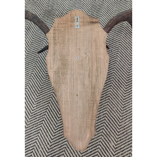 336 - ANTLER TROPHY HEADS, a set of two, on shield backs, largest 90cm H x 88cm W x 44cm D.