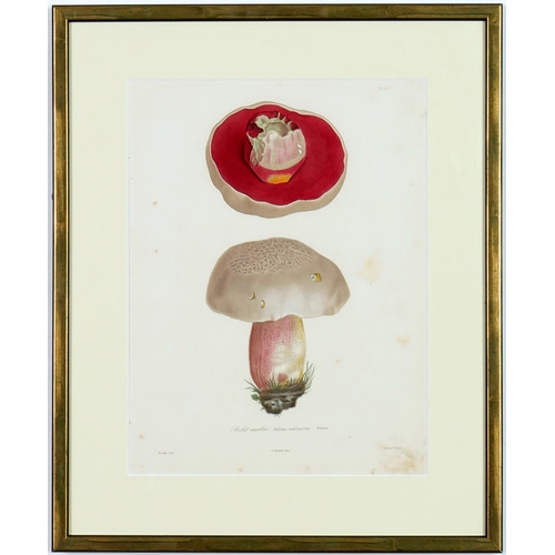 100 - JOSEPH ROQUES, mushrooms, a set of six engravings with hand colouring, Victor Masson et fils Paris, ... 