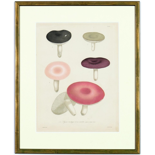 100 - JOSEPH ROQUES, mushrooms, a set of six engravings with hand colouring, Victor Masson et fils Paris, ... 