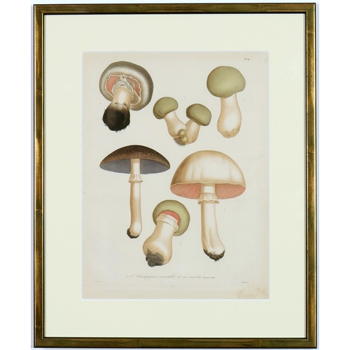 100 - JOSEPH ROQUES, mushrooms, a set of six engravings with hand colouring, Victor Masson et fils Paris, ... 