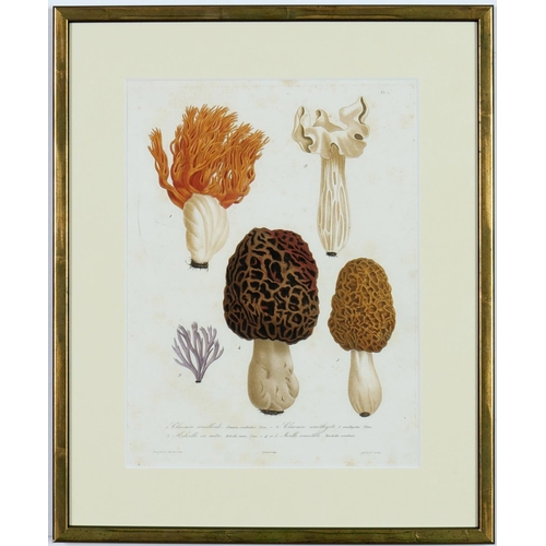 100 - JOSEPH ROQUES, mushrooms, a set of six engravings with hand colouring, Victor Masson et fils Paris, ... 