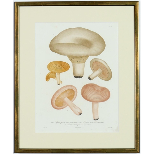 100 - JOSEPH ROQUES, mushrooms, a set of six engravings with hand colouring, Victor Masson et fils Paris, ... 