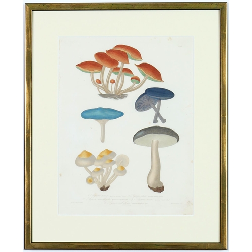 100 - JOSEPH ROQUES, mushrooms, a set of six engravings with hand colouring, Victor Masson et fils Paris, ... 