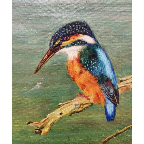 63 - 20TH CENTURY SCHOOL, 'Kingfisher', oil on canvas, indistinctly signed, 49cm x 59cm, framed.