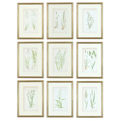 96 - EJ LOWE GRASSES, a set of nine botanical prints, circa 1858, 30cm x 23cm each. (9)