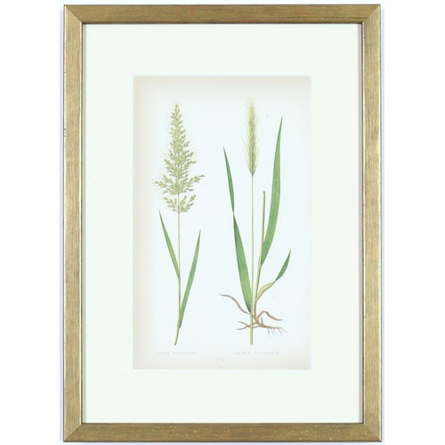 96 - EJ LOWE GRASSES, a set of nine botanical prints, circa 1858, 30cm x 23cm each. (9)