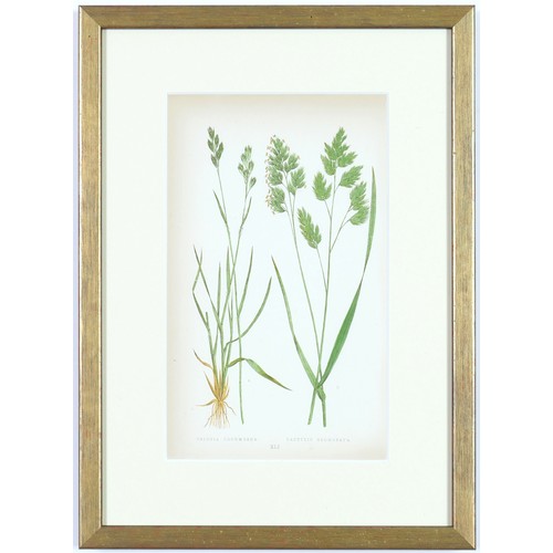 96 - EJ LOWE GRASSES, a set of nine botanical prints, circa 1858, 30cm x 23cm each. (9)