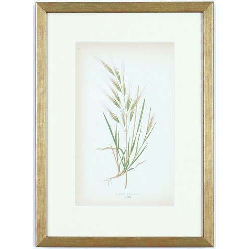 96 - EJ LOWE GRASSES, a set of nine botanical prints, circa 1858, 30cm x 23cm each. (9)