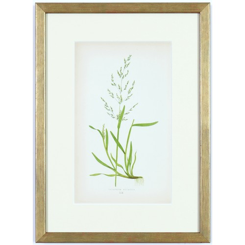 96 - EJ LOWE GRASSES, a set of nine botanical prints, circa 1858, 30cm x 23cm each. (9)