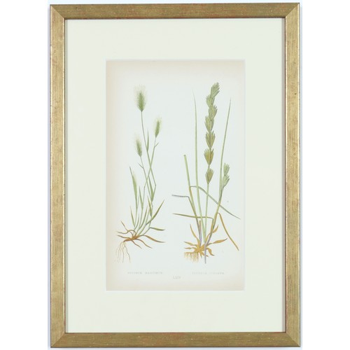 96 - EJ LOWE GRASSES, a set of nine botanical prints, circa 1858, 30cm x 23cm each. (9)