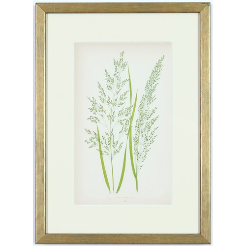 96 - EJ LOWE GRASSES, a set of nine botanical prints, circa 1858, 30cm x 23cm each. (9)