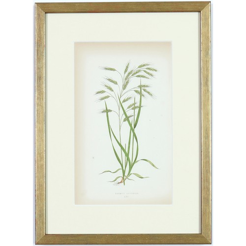 96 - EJ LOWE GRASSES, a set of nine botanical prints, circa 1858, 30cm x 23cm each. (9)