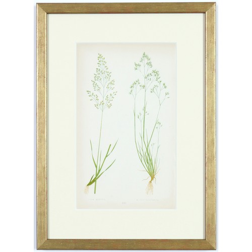 96 - EJ LOWE GRASSES, a set of nine botanical prints, circa 1858, 30cm x 23cm each. (9)