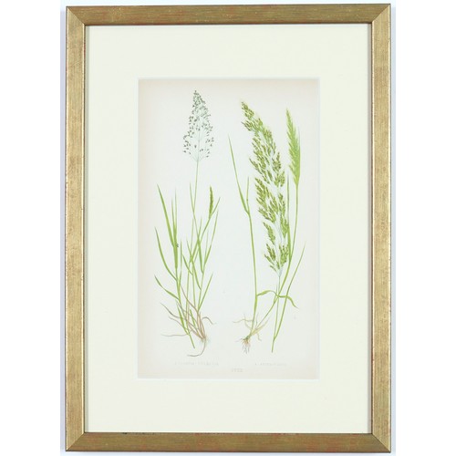 96 - EJ LOWE GRASSES, a set of nine botanical prints, circa 1858, 30cm x 23cm each. (9)