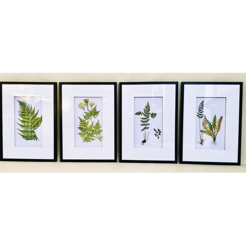 471 - BOTANICAL PRINTS, a set of four, framed and glazed, 70cm H x 50cm. (4)