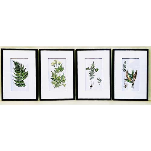 471 - BOTANICAL PRINTS, a set of four, framed and glazed, 70cm H x 50cm. (4)