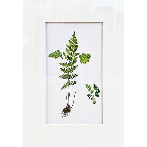 471 - BOTANICAL PRINTS, a set of four, framed and glazed, 70cm H x 50cm. (4)