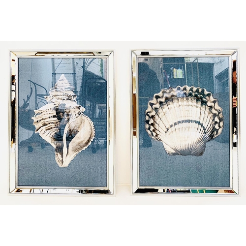 480 - SEA SHELL PRINTS, two differing framed, 67cm H x 46cm. (2)