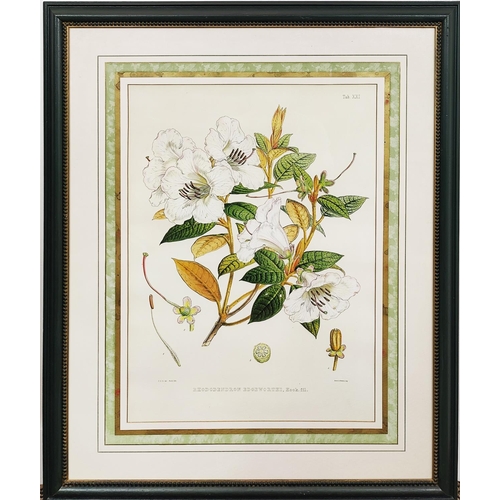 64 - BOTANICALL PRINTS, a pair, 96cm x 79cm, framed overall.