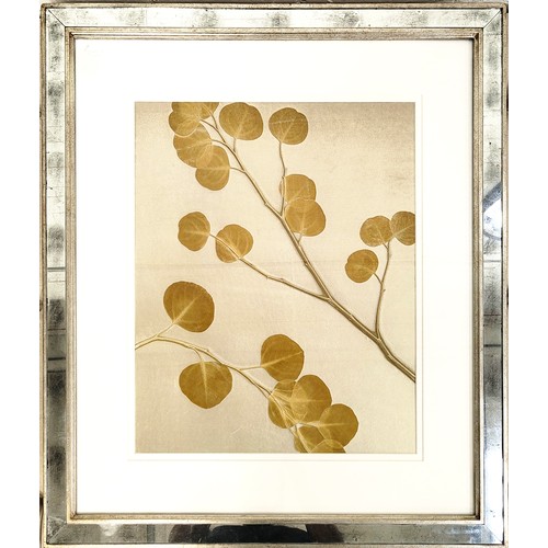 47 - TROWBRIDGE GALLERY, 'Botanical' prints, a set of three, each overall 82cm x 72cm. (3)