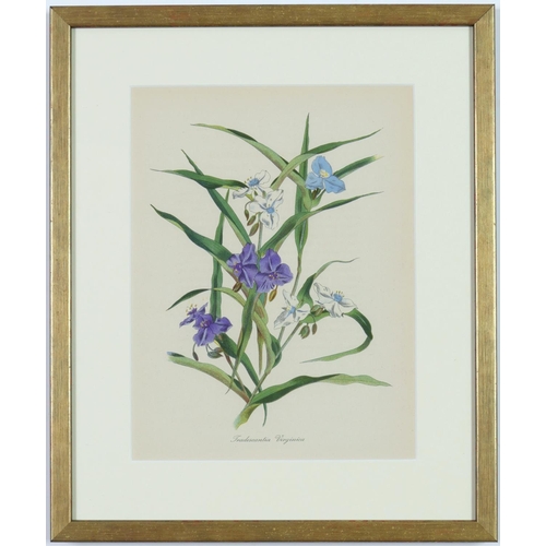 99 - JOHN NASH (Brother of Paul Nash), a set of twelve English flowers, botanical lithographs, printed by... 