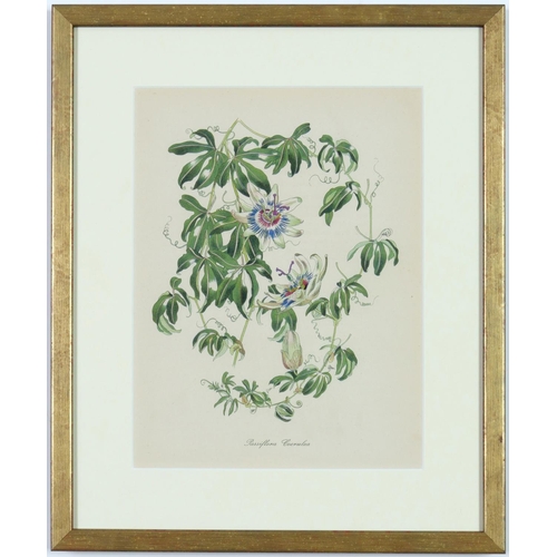 99 - JOHN NASH (Brother of Paul Nash), a set of twelve English flowers, botanical lithographs, printed by... 