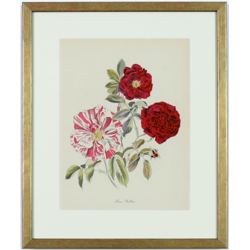 99 - JOHN NASH (Brother of Paul Nash), a set of twelve English flowers, botanical lithographs, printed by... 