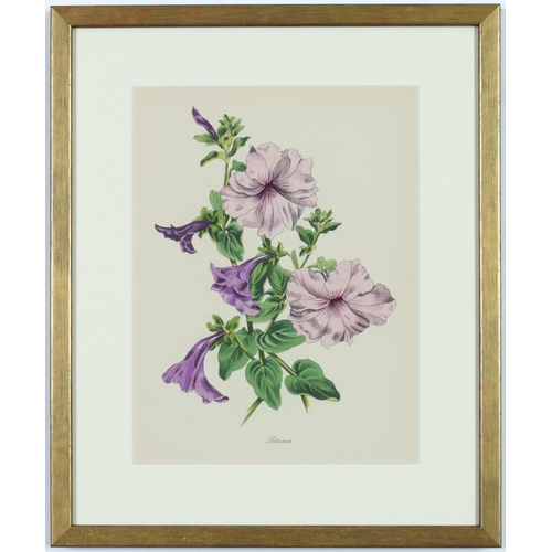 99 - JOHN NASH (Brother of Paul Nash), a set of twelve English flowers, botanical lithographs, printed by... 