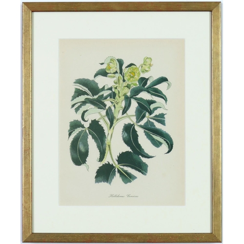 99 - JOHN NASH (Brother of Paul Nash), a set of twelve English flowers, botanical lithographs, printed by... 