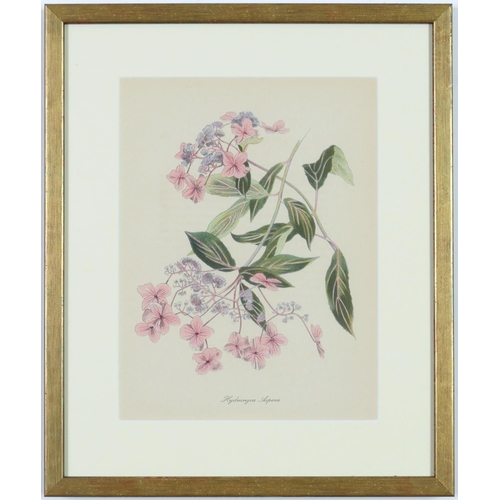 99 - JOHN NASH (Brother of Paul Nash), a set of twelve English flowers, botanical lithographs, printed by... 