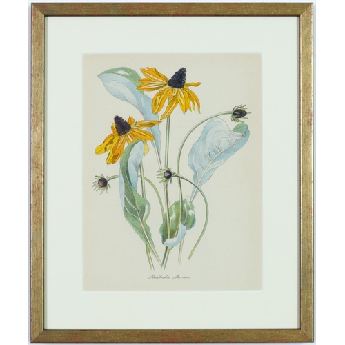 99 - JOHN NASH (Brother of Paul Nash), a set of twelve English flowers, botanical lithographs, printed by... 