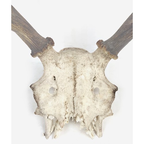 14 - SCOTTISH RED STAG ANTLER TROPHY, skull frontlet 9-pointer.