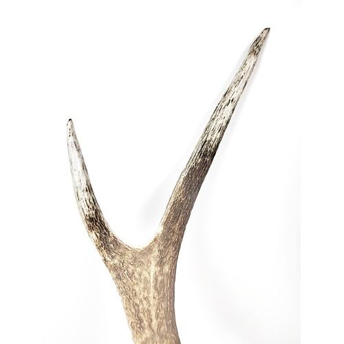 14 - SCOTTISH RED STAG ANTLER TROPHY, skull frontlet 9-pointer.