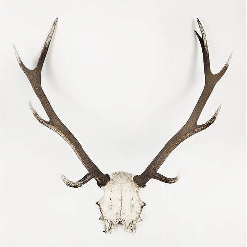 14 - SCOTTISH RED STAG ANTLER TROPHY, skull frontlet 9-pointer.