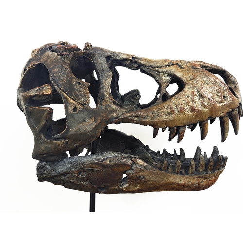 450 - CONTEMPORARY SCHOOL T REX SCULPTURAL HEAD, resin, on a stand, 30cm H x 15cm x 25cm.