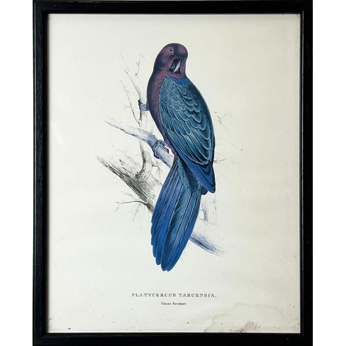 40 - AFTER EDWARD LEAR (British 1812-1888), a set of twelve coloured lithographs of exotic birds, each 32... 