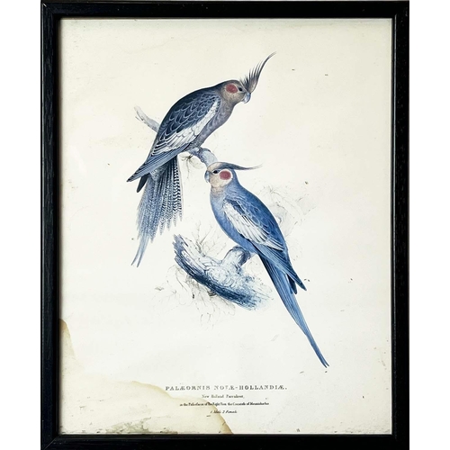 40 - AFTER EDWARD LEAR (British 1812-1888), a set of twelve coloured lithographs of exotic birds, each 32... 