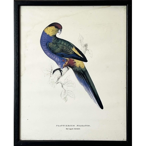 40 - AFTER EDWARD LEAR (British 1812-1888), a set of twelve coloured lithographs of exotic birds, each 32... 