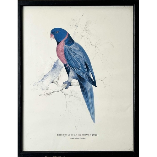 40 - AFTER EDWARD LEAR (British 1812-1888), a set of twelve coloured lithographs of exotic birds, each 32... 