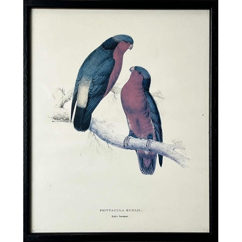 40 - AFTER EDWARD LEAR (British 1812-1888), a set of twelve coloured lithographs of exotic birds, each 32... 