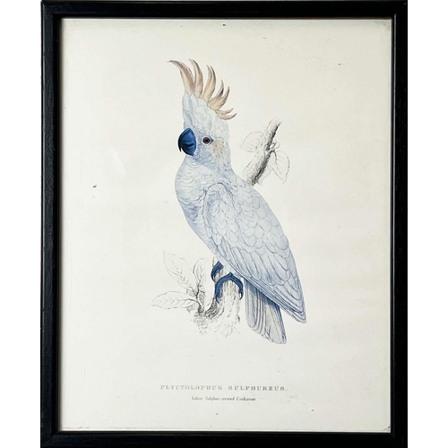 40 - AFTER EDWARD LEAR (British 1812-1888), a set of twelve coloured lithographs of exotic birds, each 32... 