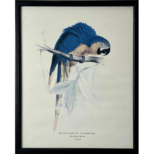 40 - AFTER EDWARD LEAR (British 1812-1888), a set of twelve coloured lithographs of exotic birds, each 32... 