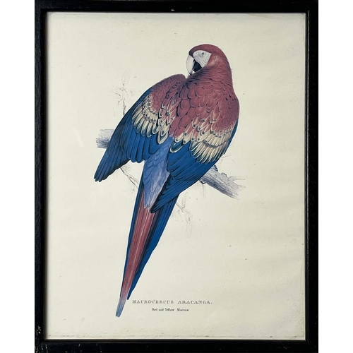 40 - AFTER EDWARD LEAR (British 1812-1888), a set of twelve coloured lithographs of exotic birds, each 32... 