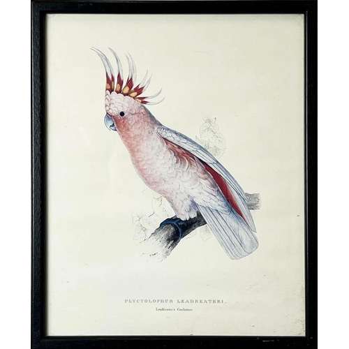 40 - AFTER EDWARD LEAR (British 1812-1888), a set of twelve coloured lithographs of exotic birds, each 32... 