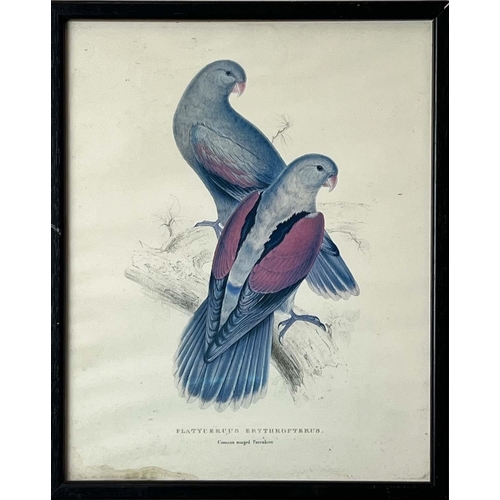 40 - AFTER EDWARD LEAR (British 1812-1888), a set of twelve coloured lithographs of exotic birds, each 32... 