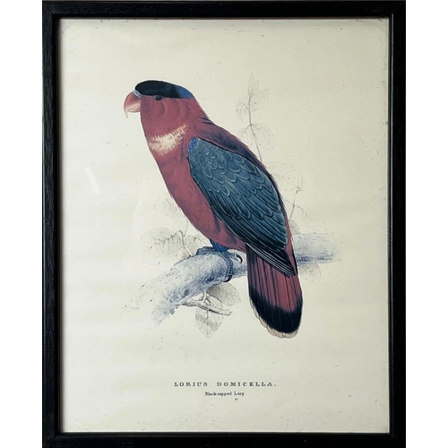 40 - AFTER EDWARD LEAR (British 1812-1888), a set of twelve coloured lithographs of exotic birds, each 32... 