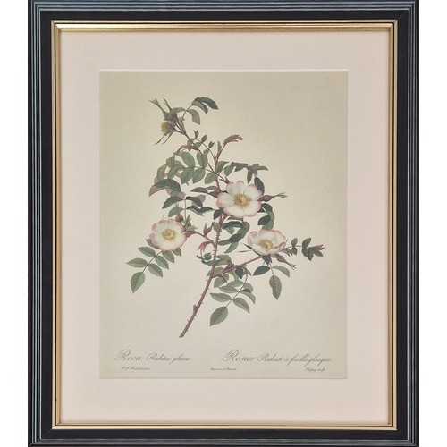 33 - AFTER PIERRE JOSEPH REDOUTE, set of six botanical lithographs, 36cm x 26cm. (6)