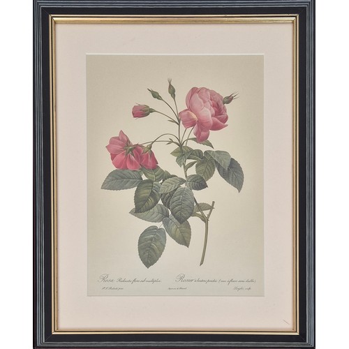 33 - AFTER PIERRE JOSEPH REDOUTE, set of six botanical lithographs, 36cm x 26cm. (6)