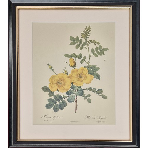 33 - AFTER PIERRE JOSEPH REDOUTE, set of six botanical lithographs, 36cm x 26cm. (6)